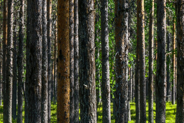 Fototapeta premium Jokkmokk, Sweden A forest of pine