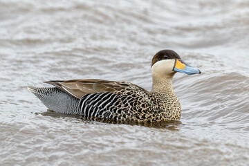 Adult Silver Teal