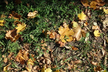 Yellowish brown fallen leaves of maple on green grass in October