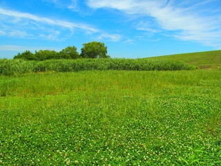 初夏のシロツメクサ咲く江戸川河川敷風景