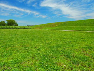 初夏のシロツメクサ咲く江戸川河川敷風景
