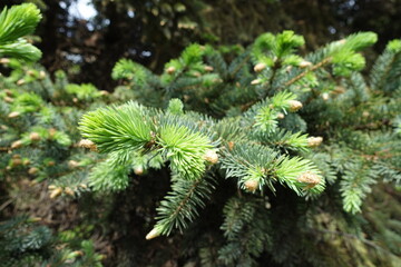 Bluish green fresh foliage on branches of Picea pungens in spring