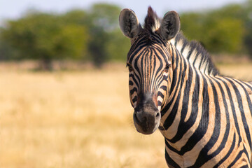 Wild african animals.  African Mountain Zebra standing  in grassland. Etosha National Park.