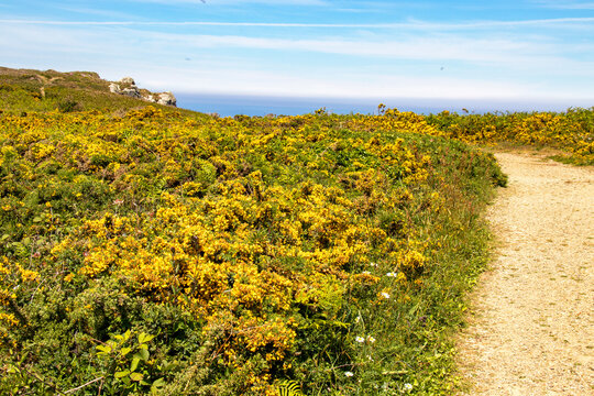 Cl&eacute;den-Cap-Sizun. Ponite de Penharn. Sentier c&ocirc;tier parmi les ajoncs de Le Gall en fleurs dans la lande	. Finist&egrave;re. Bretagne