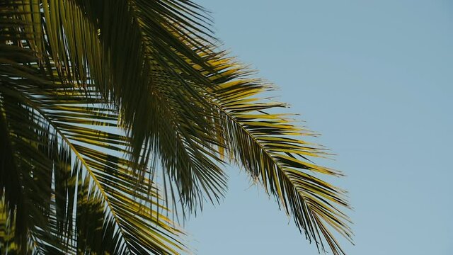 The Edge of a Palm Tree falls softly into the frame. Faded blue skies in the background. Tropical days.