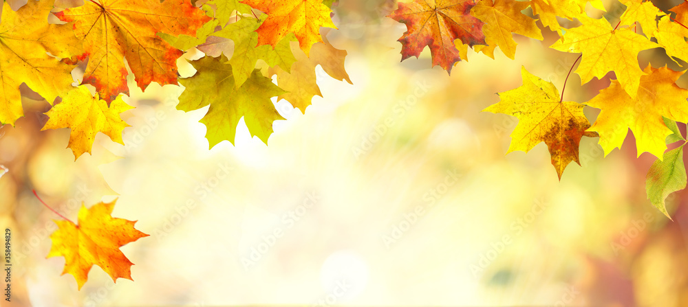Poster Autumn background with border of orange, gold and red maple leaves on nature on background of sunlight with soft blurred beautiful bokeh.