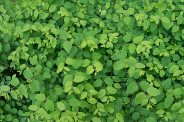 Closeup of fresh green branches Symphoricarpos (snowberry, waxberry, or ghostberry, honeysuckle...