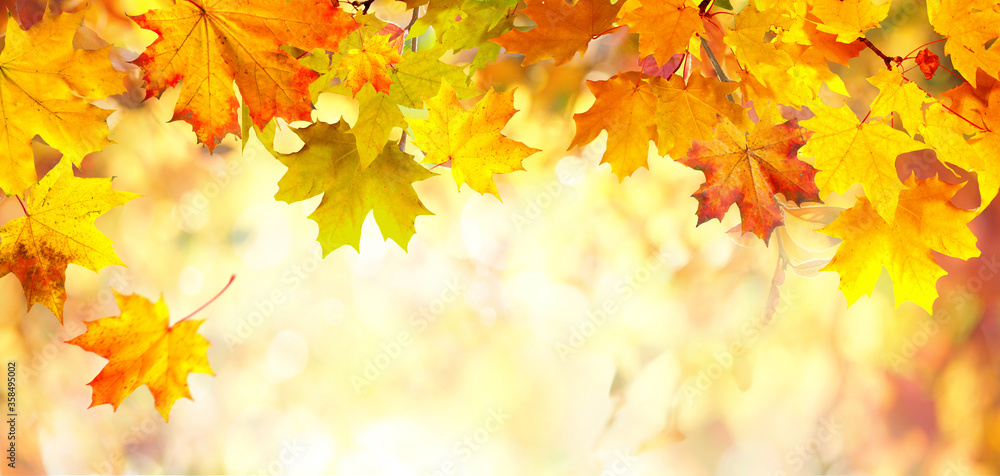 Poster Beautiful autumn nature background with border of orange, gold and red maple leaves on background of sunlight with soft blurred bokeh.