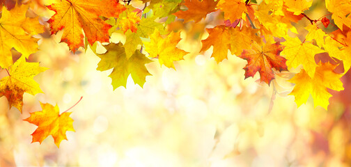 Fototapeta na wymiar Beautiful autumn nature background with border of orange, gold and red maple leaves on background of sunlight with soft blurred bokeh.