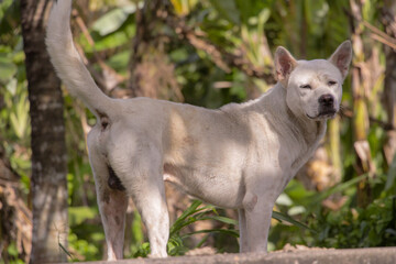 Sleepy White Dog in the Fields