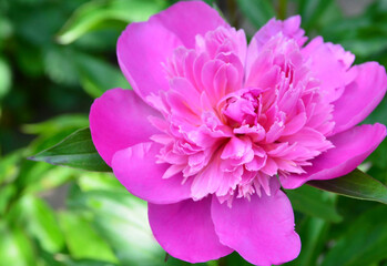 Pink peony flower on a blurred green leaves background.Summer floral concept with copy spase.Selective focus.