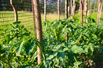 Orto di pomodori