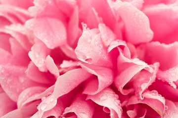 Peony Bud with dew drops. Close up. Selective focus.