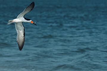 Black skimmer with fish over the water in Long Island, New York
