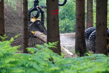 Forestry machine harvesters during the timber harvest here, delimbing and sawing off a trunk.. - obrazy, fototapety, plakaty