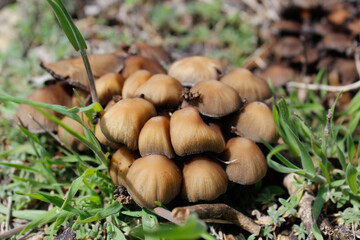 mushrooms in the grass