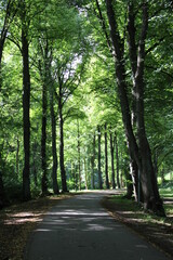 Fototapeta premium road in the woods