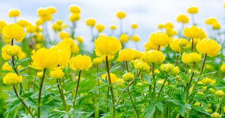 Yellow flowers of blooming globeflower or globe flower. Spring flowers on a blurred background. Trollius ranunculinus. High quality photo