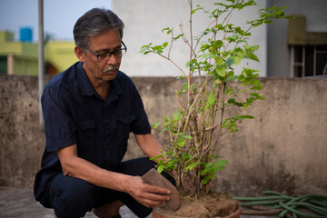 An old / aged Indian Bengali man in blue shirt is gardening on a rooftop under the open sky. Indian lifestyle and seniors