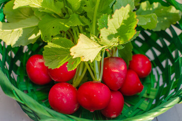 Fresh organic red radishes with green leaves in the basket. Healthy nutrition concept. New crop of vegetables grown in the garden. Harvest 2020. High quality photo