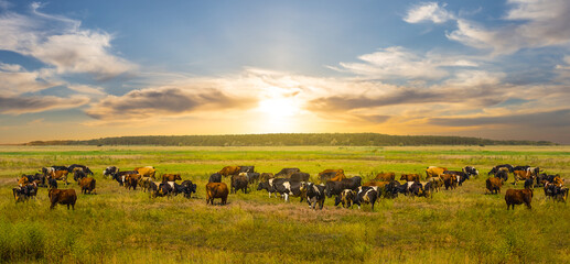 Fototapeta na wymiar cow herd graze on a green rural pasure at the sunset, uotdoor countryside rural background