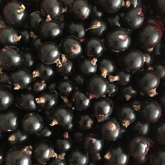 blackcurrants close up