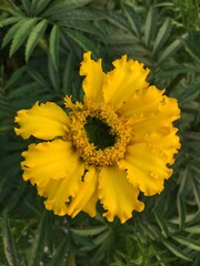 close-up of yellow Marigold flower with dark green leaves in soft-focus in background