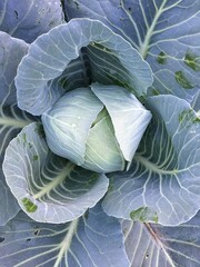 Obraz premium close-up of cabbage in the garden