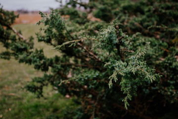 A tree of juniper with saturation green color and beautiful texture.