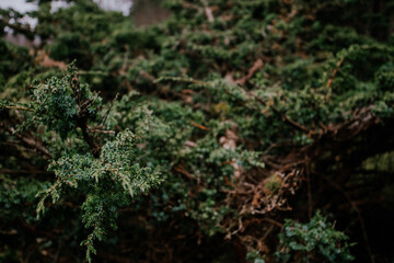 A tree of juniper with saturation green color and beautiful texture.