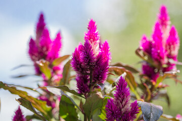 Celosia Flowers in full bloom with a natural out of focus ble sky background.  The name is taken from an ancient Greek word meaning flaming head.