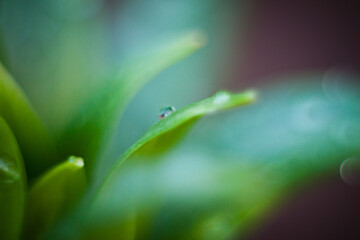 Natural background from plants, colored textures of nature