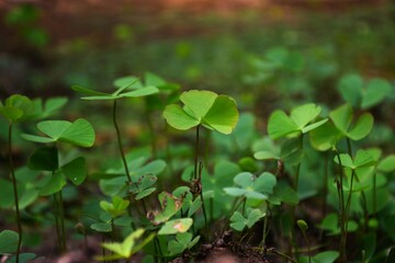 
Green leafs in the water

