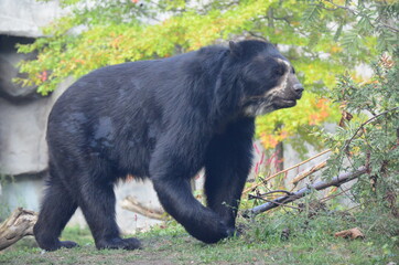 Spectacled bear (Tremarctos ornatus)