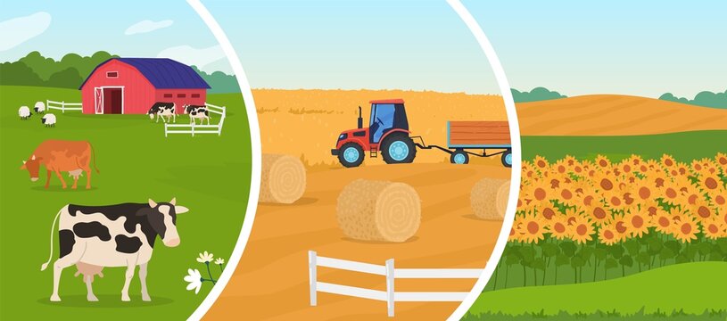 Farming agriculture vector illustration. Cartoon flat agricultural set with herd of animal sheep cows in cattle farm, wheat harvesting farmer tractor, rural farmfield with growing sunflowers harvest