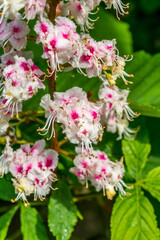 Horsechestnut Tree Flowers