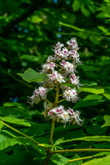 Horsechestnut Tree Flowers