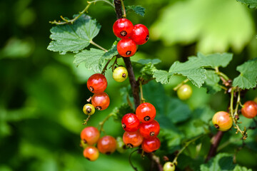 Red currants grow on a shrub