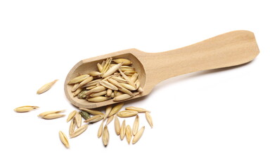 Unpeeled oat grains in wooden spoon isolated on white background