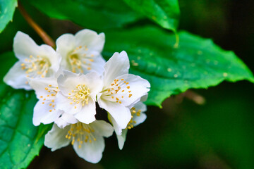 beautiful white flowers on green branches color