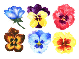 Hand painted floral pansy botanical colorful sweet element