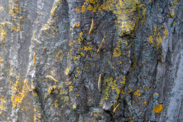 Close Up Of A Oak Processionary On A Tree