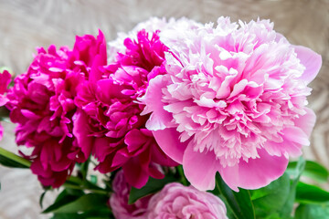 Bouquet of pink peonies on a blurry background
