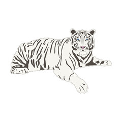 White Bengali tiger full body isolate on white background, vector illustration in flat style. A calm tiger is resting. Can be used for print, promotional materials, web and app.