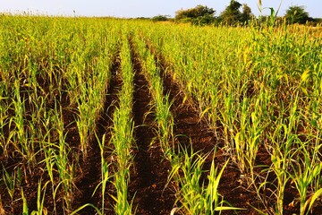 Agriculture farm in Kutch, Gujarat, India, Morning in farm