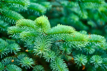 texture fluffy fir branch. color nature. background