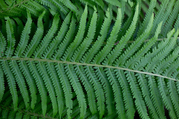 Leaves of fresh green macro fern