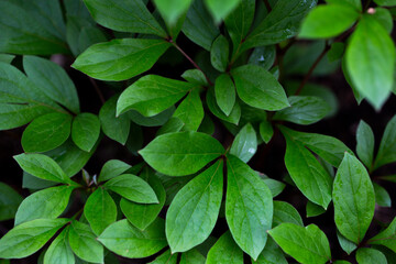 Background of green leaves in the forest