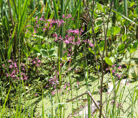 plants near the pond in summer
