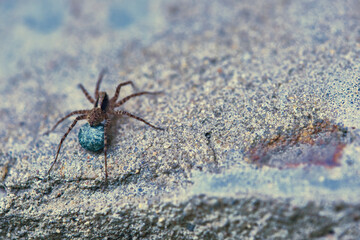 Female wolf spider sits on concrete color